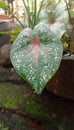 caladium bicolor flower Royalty Free Stock Photo